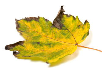 Dried multicolor autumn maple-leaf on white background