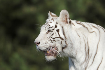 Fototapeta na wymiar Weiße Tigerin beobachtet das Männchen