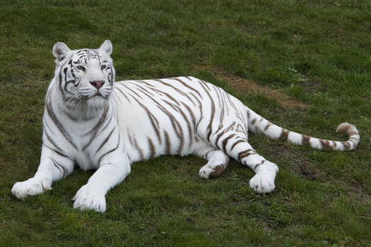 Weiße Tigerin liegt im Gras