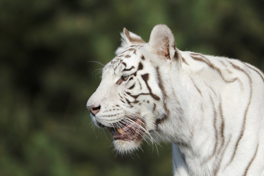 Wei&szlig;e Tigerin beobachtet das M&auml;nnchen