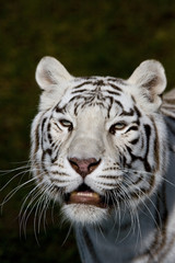Porträt Weißer Tiger