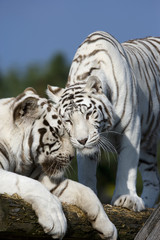 Fototapeta na wymiar Weiße Tiger kuscheln miteinander