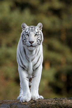 Wei&szlig;e Tigerin