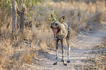Afrikanischer Wildhund gähnt