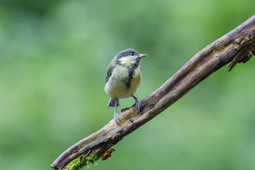 Fototapeta premium Kohlmeise auf Ast