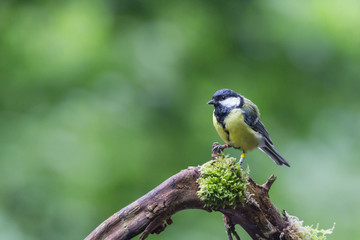 Fototapeta premium Kohlmeise auf Ast
