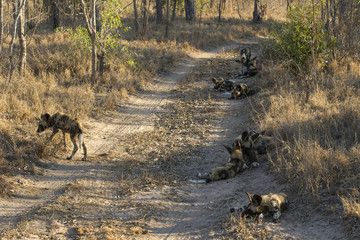 Afrikanische Wildhunde ruhen sich aus