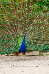 Obraz premium Portrait of a peacock.