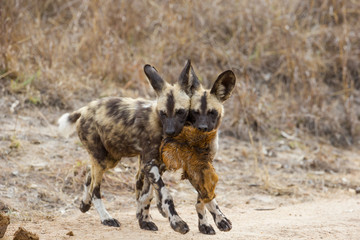 Naklejka na ściany i meble Junger Afrikanische Wildhunde mit Beute