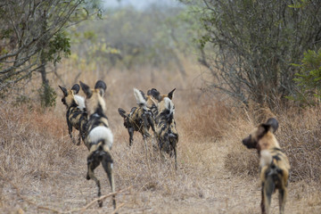Afrikanische Wildhunde brechen zur Jagd auf