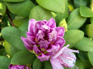 Obraz na płótnie Canvas Pink azalea flower