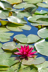Framed poster Swedish water lilies in vertical view
