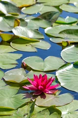 Swedish water lilies in vertical view