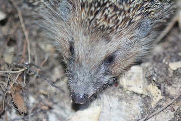 portrait of a hedgehog
