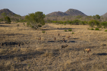 Afrikanische Wildhunde kommen von der Jagd