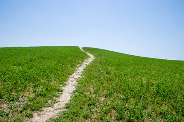 Fototapeta na wymiar a path on the green grass