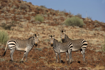 Bergzebras auf Nahrungssuche