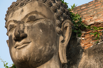 Buddha's Face