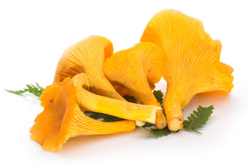 chanterelles