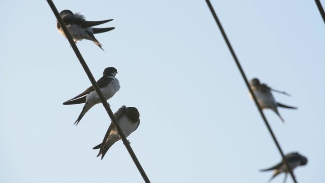Mehlschwalbe, Delichon urbicum, Common house martin