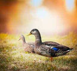wild duck on a background of the beautiful landscape and sunset 