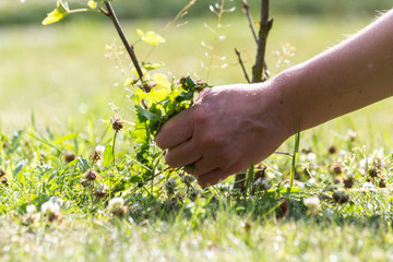 Bei der Gartenarbeit