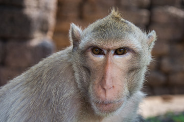 Macaque in profile