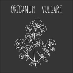 Hand drawing illustration of oregano.