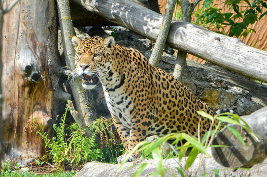 Jaguar