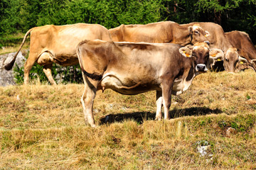 Herd of dairy cows in Livigno, Italy