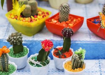 Cacti in colorful pots on Flower Fair