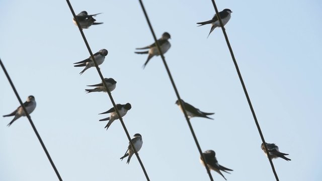 Mehlschwalbe, Delichon urbicum, Common house martin