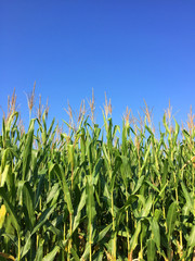 Obraz premium Mais