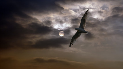 Fototapeta na wymiar In flight seagull at sunset
