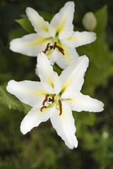 Obraz premium fleur-de-lis 