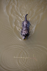 Dog swims.