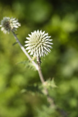 	globe thistle