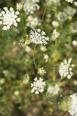 wild carrot