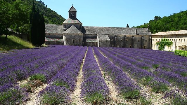 lavender field in front of Abbey senanque