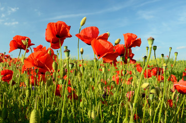 Obraz premium The charming landscape with wildflowers and poppies on a sunny d