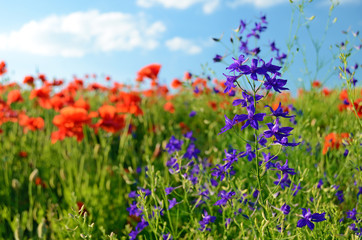 The charming landscape with wildflowers and poppies on a sunny d