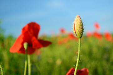 The charming landscape with poppies in sunny day against the sky