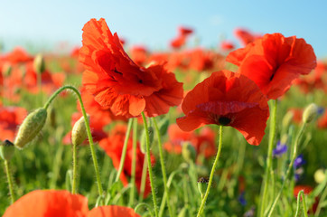 Fototapeta premium The charming landscape with wildflowers and poppies on a sunny d