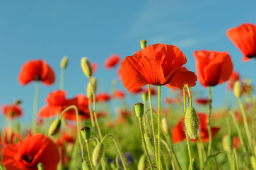 The charming landscape with poppies in sunny day against the sky