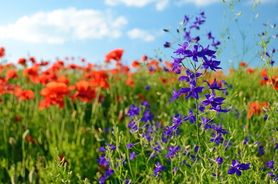 The charming landscape with wildflowers and poppies on a sunny d © anko_ter