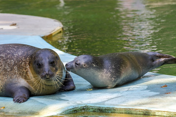 Harbour seal (Phoca vitulina) baby