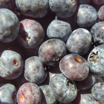 blueberries © bofotolux