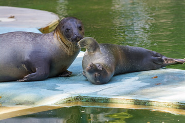 Harbour seal (Phoca vitulina) baby