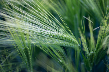 Orge Hiver 6 Rangs