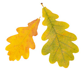 Autumn oak  leaves isolated on white